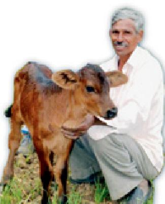 The young livestock supervisor searched the 'Nandori Triveni' cow | युवा पशुधन पर्यवेक्षकाने शोधली ‘नंदोरी त्रिवेणी’ गाय The young livestock supervisor searched the 'Nandori Triveni' cow | युवा पशुधन पर्यवेक्षकाने शोधली ‘नंदोरी त्रिवेणी’ गाय