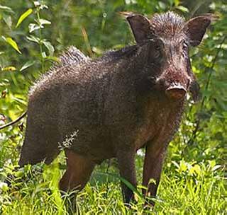 Randukar hunting! | रानडुकरांची शिकार !