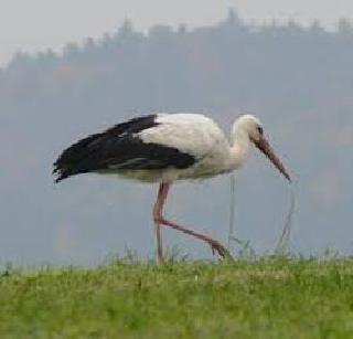 Lives of Painted Stork | ‘पेंटेंड स्टॉर्क’ला जीवदान