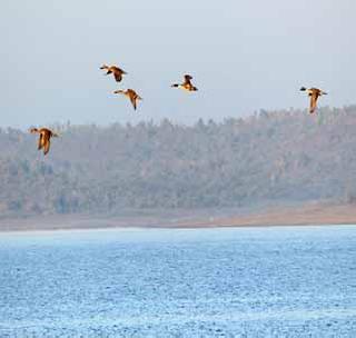 Birds of Kateeporna Wildlife Sanctuary | काटेपूर्णा अभयारण्यात पक्ष्यांचा स्वच्छंद विहार