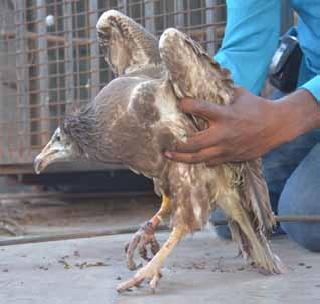 Egyptian vultures found in Akola | अकोल्यात आढळला इजिप्शियन गिधाड Egyptian vultures found in Akola | अकोल्यात आढळला इजिप्शियन गिधाड
