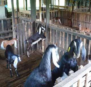 Now the low cost 'model' for goat frozen | शेळी गोठय़ासाठी आता कमी खर्चाचे ‘मॉडेल’ Now the low cost 'model' for goat frozen | शेळी गोठय़ासाठी आता कमी खर्चाचे ‘मॉडेल’