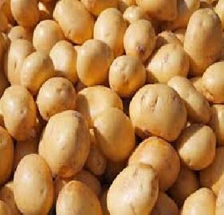 Par. Bengal's potato production is 110 lakh tonnes | प. बंगालमधील बटाटे उत्पादन ११0 लाख टनांवर Par. Bengal's potato production is 110 lakh tonnes | प. बंगालमधील बटाटे उत्पादन ११0 लाख टनांवर