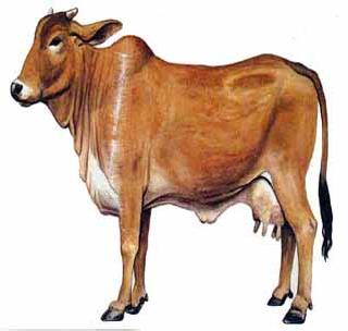 Government should give special subsidy for cattle | गोवंशासाठी शासनाने विशेष अनुदान द्यावे Government should give special subsidy for cattle | गोवंशासाठी शासनाने विशेष अनुदान द्यावे