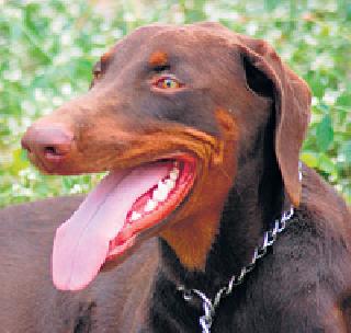 Tell me how many bog dogs are! | सांगा, किती लोकांना चावले कुत्रे !