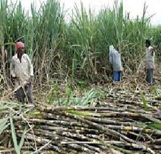 Who will take care of sugarcane growers? | ऊस उत्पादकांचा कैवार घेणार कोण? Who will take care of sugarcane growers? | ऊस उत्पादकांचा कैवार घेणार कोण?