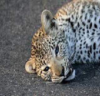 The slugs hit the car | कारच्या धडकेने बिबळ्या ठार