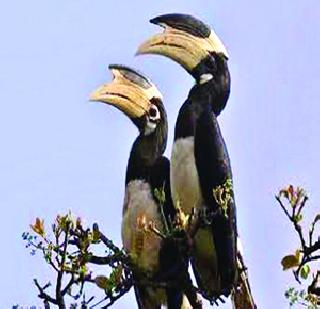 Conservation of wetlands! | पाणथळी पक्षांचे संवर्धन!