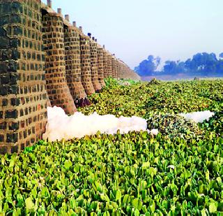 Wasted river due to sewage | सांडपाण्यामुळे फेसाळली नदी