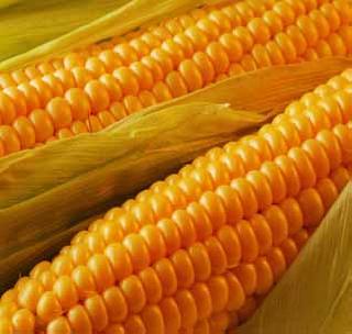 Government lost two crores in Maize sales | मका विक्रीमध्ये शासनाला दोन कोटींचा तोटा Government lost two crores in Maize sales | मका विक्रीमध्ये शासनाला दोन कोटींचा तोटा