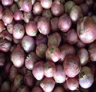 Tear on the eyes of onion growers | कांदा उत्पादकांच्या डोळ्यांत अश्रूच