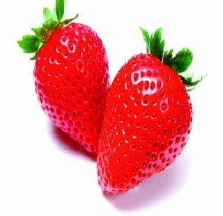 Strawberry production in Konkan! | कोकणातही स्ट्रॉबेरीचे उत्पादन!