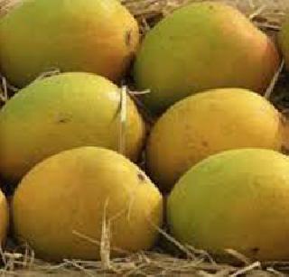 Back to the Happus Ban in Europe | युरोपमध्ये हापूसवरील बंदी मागे