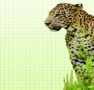 Another leopard | आणखी एक बिबट्या जेरबंद