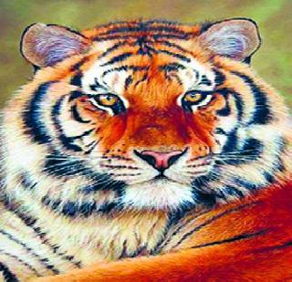 The number of tigers in the state increased by only 12.6 percent | राज्यात वाघांच्या संख्येत केवळ १२.६ टक्के वाढ The number of tigers in the state increased by only 12.6 percent | राज्यात वाघांच्या संख्येत केवळ १२.६ टक्के वाढ