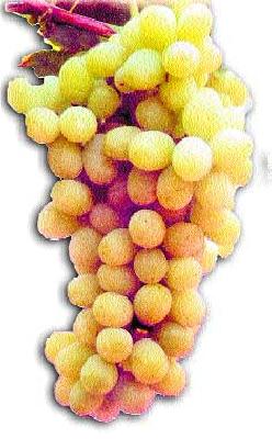 Appeal to deal with grape growers | द्राक्ष उत्पादकांना जागरूकतेने व्यवहार करण्याचे आवाहन