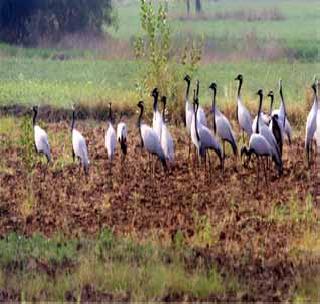 Demosail crane birds arrive in Akola | डेमोसाईल क्रेन पक्ष्याचे अकोल्यात आगमन Demosail crane birds arrive in Akola | डेमोसाईल क्रेन पक्ष्याचे अकोल्यात आगमन