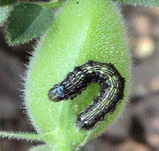 Deficit outbreaks on gram crops | हरभरा पिकांवर घाटेअळीचा प्रकोप