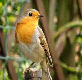 The garden fused in the house for the birds | पक्ष्यांसाठी घरातच फुलविला बगीचा