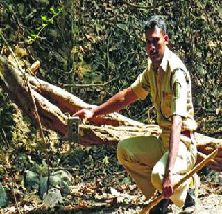 Trap cameras at Phansad Wilde | फणसाड अभयारण्यात अखेर ट्रॅप कॅमेरे Trap cameras at Phansad Wilde | फणसाड अभयारण्यात अखेर ट्रॅप कॅमेरे