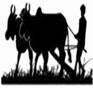 Half of land in the Rabi season without sowing! | रब्बी हंगामात अर्धिअधिक जमीन पेरणीविना! Half of land in the Rabi season without sowing! | रब्बी हंगामात अर्धिअधिक जमीन पेरणीविना!