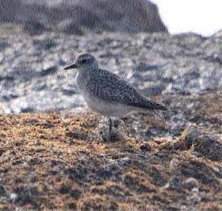 First time entry of Gray Plant in Vidarbha | ग्रे प्लवरची विदर्भात प्रथमच नोंद