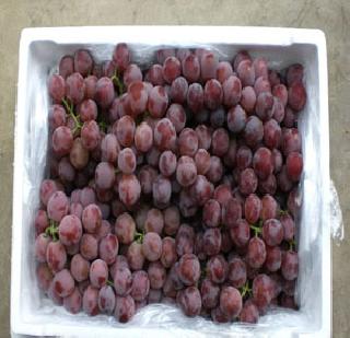 Obama grapes sour to | ओबामांमुळे द्राक्षे आंबट