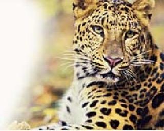 Dishy panic in the border areas | सीमेवरील वस्त्यांमध्ये बिबट्याची दहशत Dishy panic in the border areas | सीमेवरील वस्त्यांमध्ये बिबट्याची दहशत