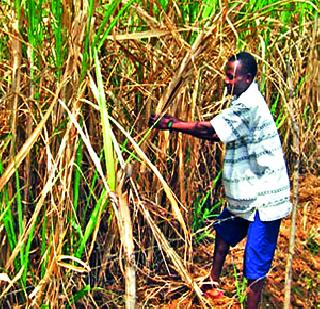 Sakhare's 'Sokal', help 'Drought' | साखेरचा ‘सुकाळ’, मदतीचा ‘दुष्काळ’