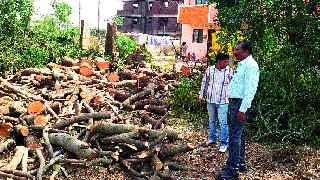 Find out the incidents of running unexplained Kurhad on 43 trees | ४३ वृक्षांवर विनापरवाना कुऱ्हाड चालविल्याची घटना उघडकीस Find out the incidents of running unexplained Kurhad on 43 trees | ४३ वृक्षांवर विनापरवाना कुऱ्हाड चालविल्याची घटना उघडकीस