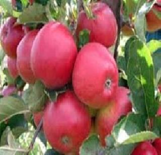 Apple crushed in Karnataka! | कर्नाटकातही पिकताहेत सफरचंदे! Apple crushed in Karnataka! | कर्नाटकातही पिकताहेत सफरचंदे!