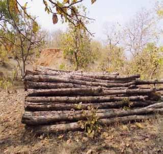 Unprivileged tree shrubs | विनापरवानगी तोडली सागवानची झाडे