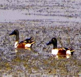 The philosophy of 'Thapatya' on the waterfall of the potter's waterfall | कुंभारीच्या पाणवठय़ावर ‘थापट्या’चे दर्शन