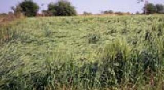 Stormy rain fall on crops | वादळी पावसाचा पिकांना तडाखा