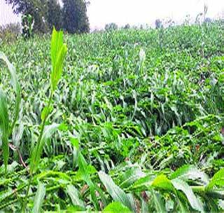 Light rain in Buldana district | बुलडाणा जिल्ह्यात अवकाळी पावसाचा तडाखा