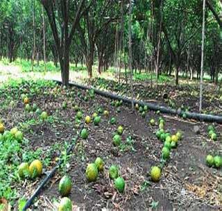 Farmers hovering; Wheat, gram, banana fallat | शेतकरी हवालदिल; गहू, हरभरा, केळी जमीनदोस्त