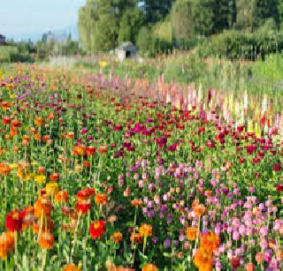 Drought relief farmers! | फूलउत्पादक शेतकऱ्यांना दिलासा! Drought relief farmers! | फूलउत्पादक शेतकऱ्यांना दिलासा!