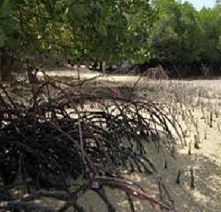 A victim of 14 hectare mangroves in JNPT extension | जेएनपीटीच्या विस्तारात १४ हेक्टर खारफुटीचा बळी A victim of 14 hectare mangroves in JNPT extension | जेएनपीटीच्या विस्तारात १४ हेक्टर खारफुटीचा बळी