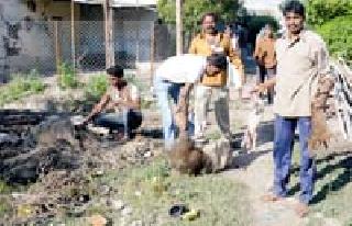 Swine flu; Mokat Varah is locked! | धसका स्वाईन फ्लूचा; मोकाट वराह बंदिस्त !