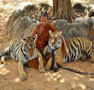 Wiggles game colors ... | वाघासंगे खेळ रंगे... Wiggles game colors ... | वाघासंगे खेळ रंगे...