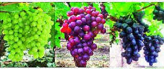 Exports: Chances of Co-ordination of Year-Year Plans | निर्यात : वर्षभराचे नियोजन कोलमडण्याची शक्यता