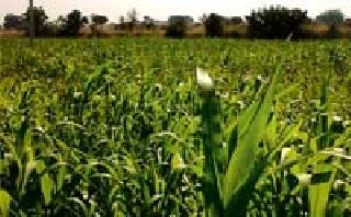 When we sell oily farm, do it a bit | ओलित शेती विकताना दीडपट कर When we sell oily farm, do it a bit | ओलित शेती विकताना दीडपट कर