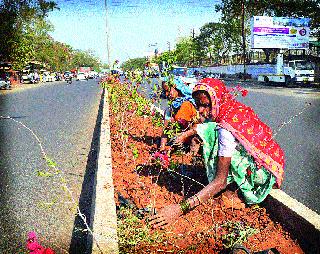 Work on the newly formed road divider on Nashik-Trimbak road is currently underway. | नाशिक-त्र्यंबक रस्त्यावरील नव्यानेच तयार केलेल्या रस्ता दुभाजकांमध्ये सध्या बोगनवेल लावण्याचे काम सुरू आहे. Work on the newly formed road divider on Nashik-Trimbak road is currently underway. | नाशिक-त्र्यंबक रस्त्यावरील नव्यानेच तयार केलेल्या रस्ता दुभाजकांमध्ये सध्या बोगनवेल लावण्याचे काम सुरू आहे.