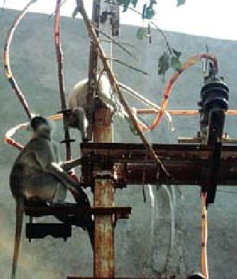 Lightning shocked: The struggle of the Machdini to save | विजेच्या धक्क्याने पिल्लू दगावले : वाचविण्यासाठी माकडिणीची धडपड Lightning shocked: The struggle of the Machdini to save | विजेच्या धक्क्याने पिल्लू दगावले : वाचविण्यासाठी माकडिणीची धडपड