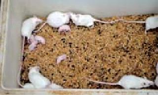 White moth breeding in Nimgata | निमगावात पांढऱ्या उंदरांचे प्रजनन