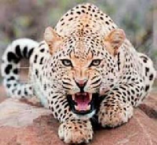 Than two days on the road of the leopard | दोन दिवसांपासून बिबट्याचे रस्त्यावर ठाण