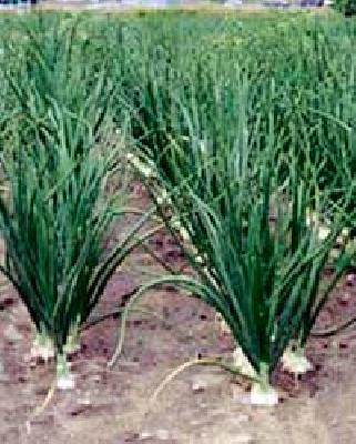 Start of summer onion plantation | उन्हाळी कांदा लागवडीची लगबग सुरू