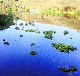 Sangam lake threatens the watering plants | जलपर्णी वनस्पतीमुळे संगम तलाव धोक्यात