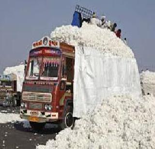 CCI's second largest cotton crop | ‘सीसीआय’कडे दुय्यम दर्जाचाच कापूस CCI's second largest cotton crop | ‘सीसीआय’कडे दुय्यम दर्जाचाच कापूस