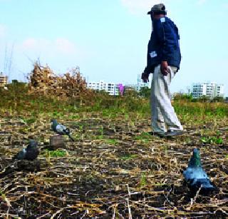 Parsi's life lies in misunderstandings | पारव्यांच्या जीवाला गैरसमजांमुळे फास